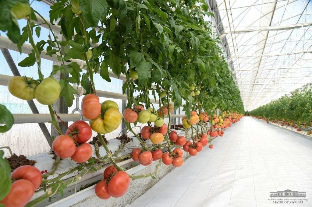 В Узбекистане тепличники-экспортеры не останутся зимой без газа 