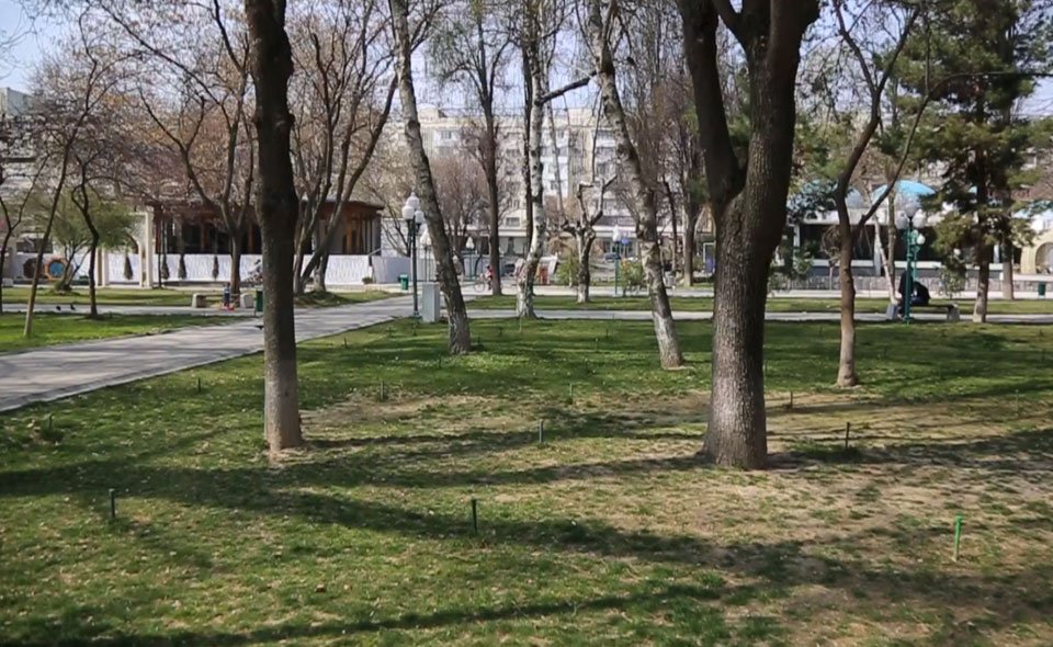 Ташкентцы запустили флешмоб в защиту парка возле ЦУМа. Там планируют построить Комплекс независимости 