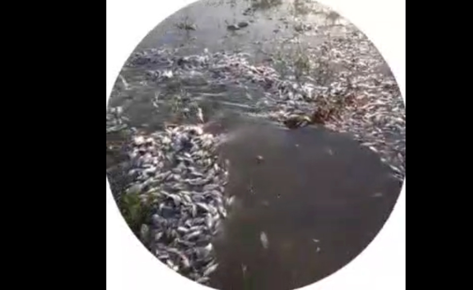 В соцсетях появились видео с массовой гибелью рыбы в реке Чирчик. Экологи проводят проверку 