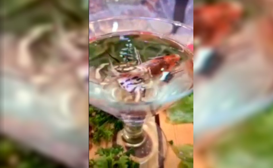 В Бухаре на свадьбе столы украсили живыми декоративными рыбками, которых поместили в бокалы с хлорированной водой. Часть рыбок погибла 