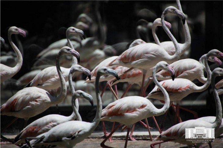 В ташкентском зоопарке открыли новый павильон с 33 розовыми фламинго. Фото 