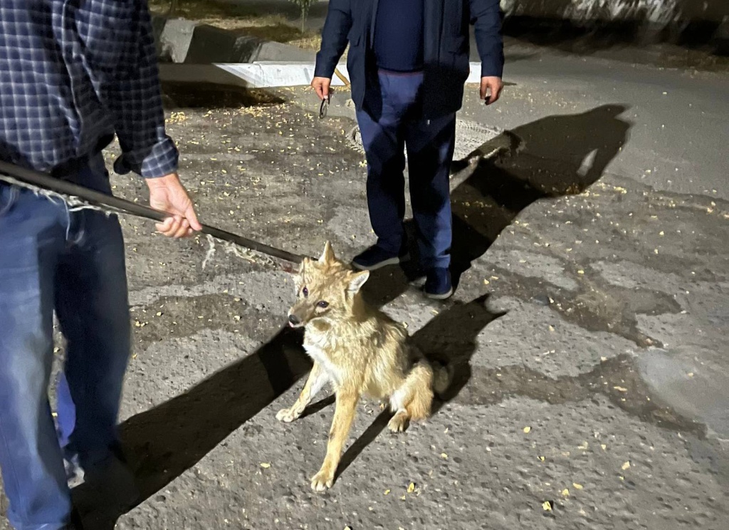 Дарханского шакаленка поймали и передали под опеку Ташкентского зоопарка. Видео Дарханского шакаленка поймали и передали под опеку Ташкентского зоопарка. Видео
