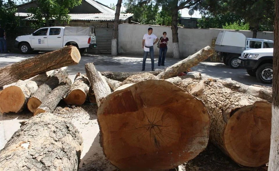 Если мы хотим спасти жизнь людей, то надо перестать рубить деревья, надо их сажать. Беседа с экспертом о безрадостном будущем столицы  