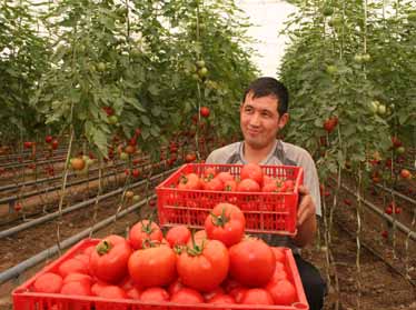 В Узбекистане в этом году планируется произвести свыше 7,7 млн. тонн овощей  