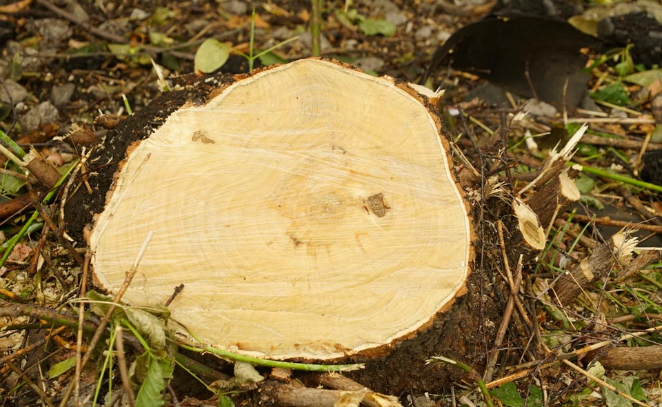 Дело о варварской вырубке 56 многолетних деревьев в Акташе передано в прокуратуру. Ущерб оценили в 288 млн сумов  