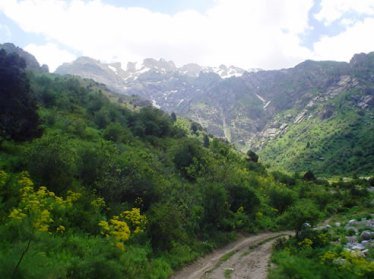 В предгорьях Чимгана будет создан лесопарк в память о погибших альпинистах
