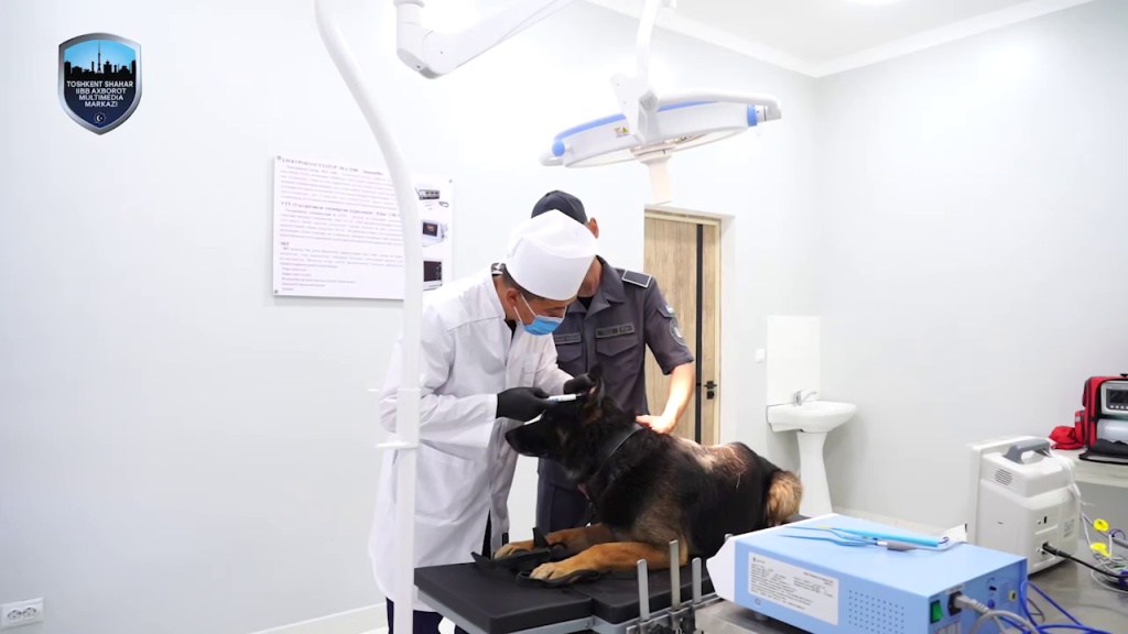 Кинологический центр ГУВД Ташкента начал лечить и дрессировать питомцев горожан. Видео