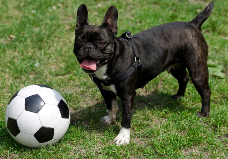 Расизм или нет? Украинец из «Манчестер Сити» заставил чернокожего одноклубника лаять на камеру (видео)