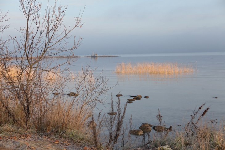 На берегу Финского залива обнаружен труп мигрантки из Узбекистана