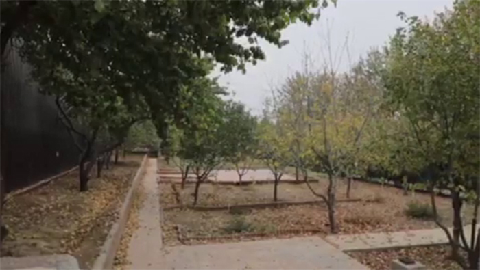 Жителям Юнусабада удалось сохранить высаженный ими зеленый сад. Видео