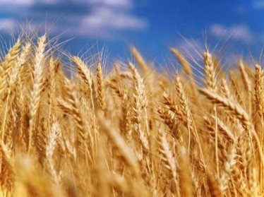 Узбекистан утвердил закупочные цены на зерно
