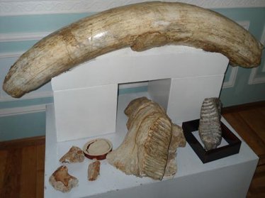 Геологический музей Узбекистана выставил уникальный экспонат, возраст которого 2,5 млн. лет