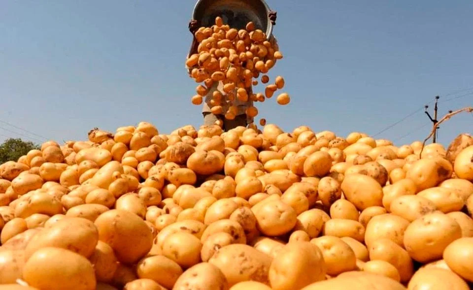 Картофель всему голова. Как Узбекистан планирует увеличить производство картофеля и снизить его стоимость 