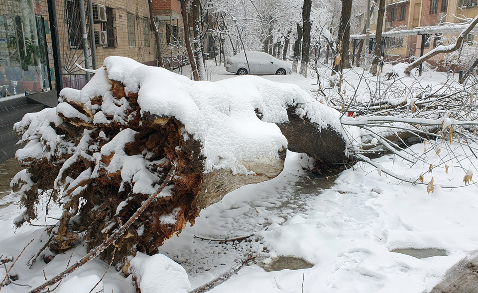В Узбекистане деревьям помогут защититься от снега. Министр дал указание очистить их от снега и поставить подпорки 
