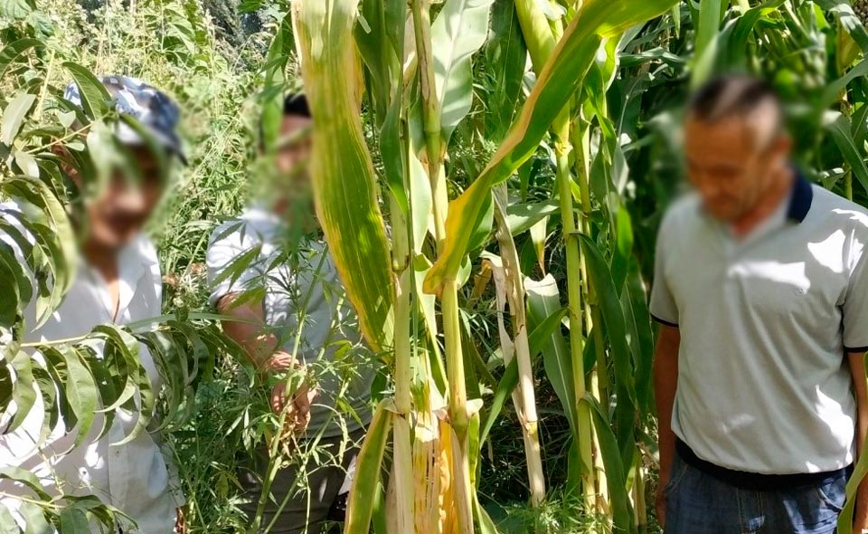 В Ташкентской области поймали фермера, организовавшего плантацию конопли 