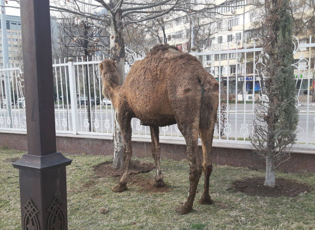 В столичном парке "Навруз" обнаружили раненого верблюда
