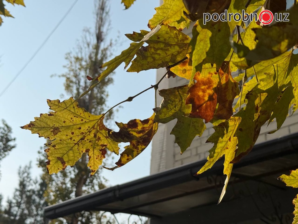 Синоптики рассказали, какая погода ждет узбекистанцев на рабочей неделе