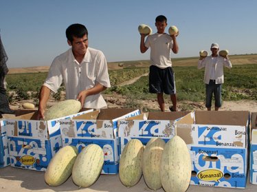 Узбекские производители наладили экспорт дынь в страны Евросоюза 