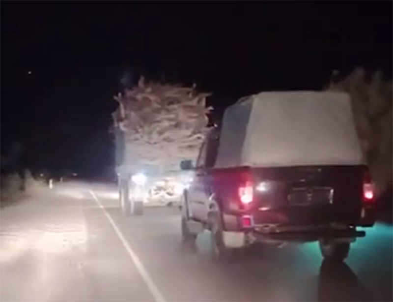 Ночная погоня. В Бухарской области наказали дровосека, вырубившего саксаул. Видео 