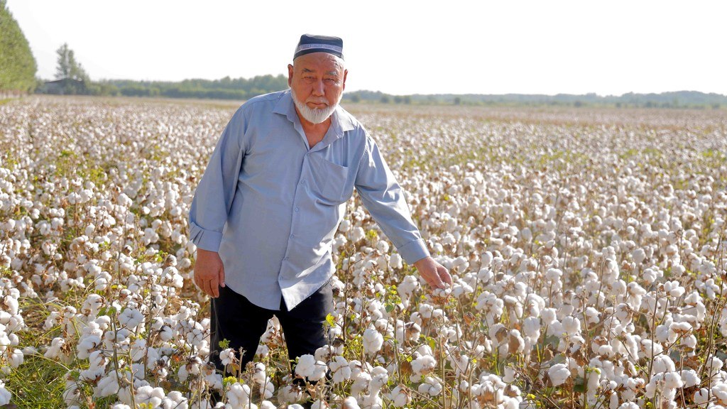 Узбекистан обеспечивает 2 % мирового производства хлопка