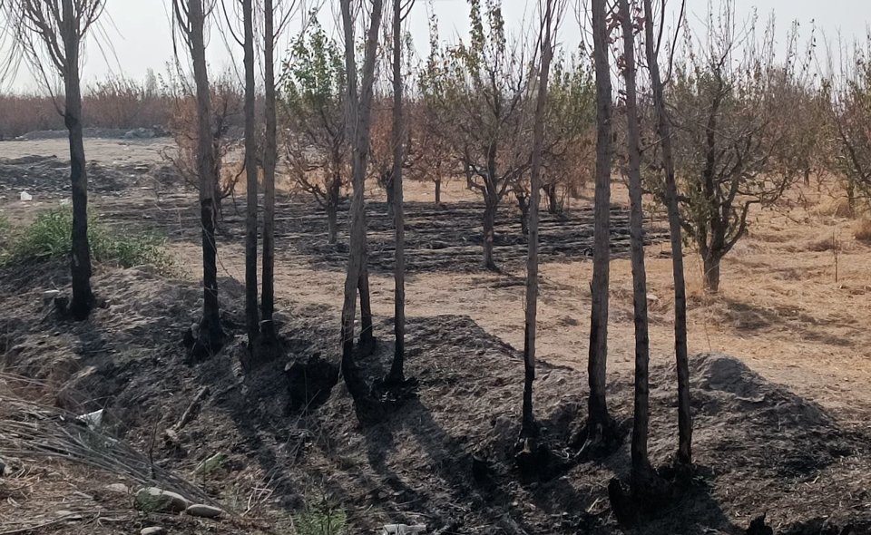 В Ташкенте неизвестные сожгли и частично вырубили свыше 500 деревьев 