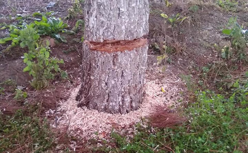 На Юнусабаде неизвестные подпилили около 10 деревьев. Пользователи пишут, что это застройщики, пытающиеся уничтожить мешающую им растительность     