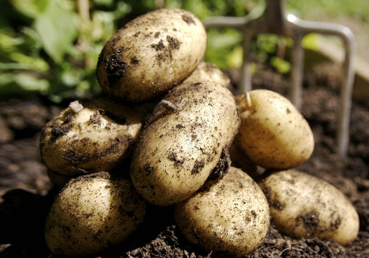Картофелеводы Казахстана идут штурмом на узбекский рынок
