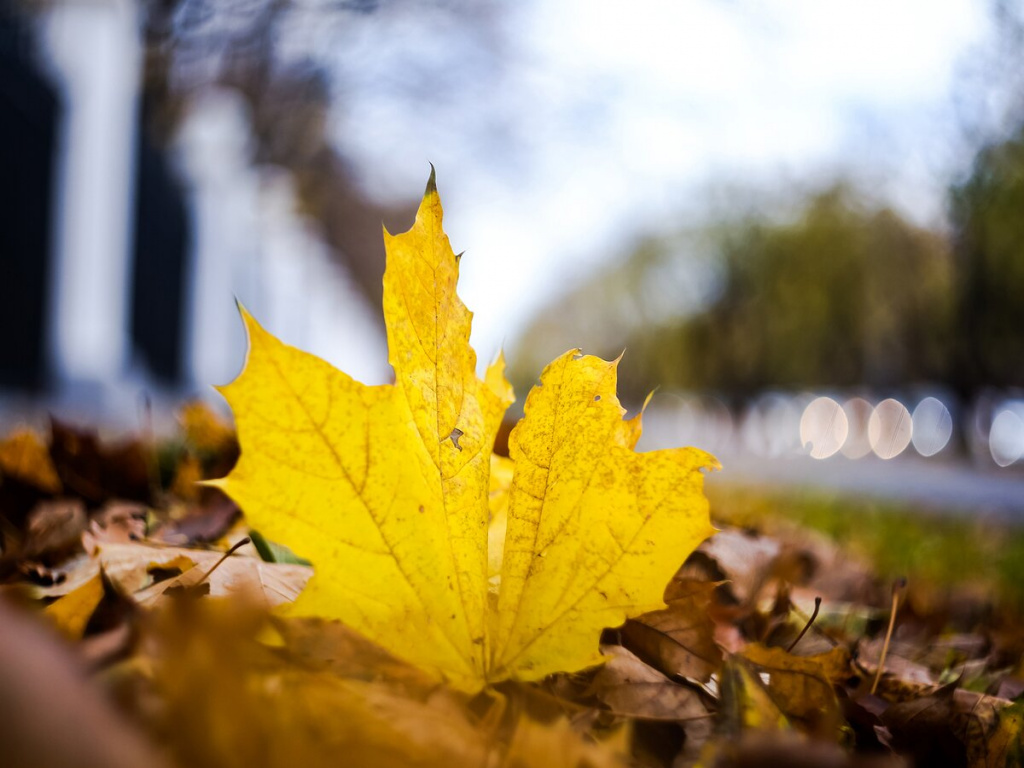 Тепло выше нормы. Синоптики рассказали о погоде на выходные  