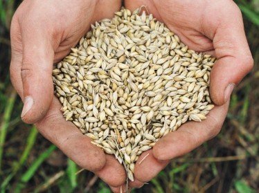 Минсельводхоз запретил вывоз из Узбекистана семян 17 сельхозкультур
