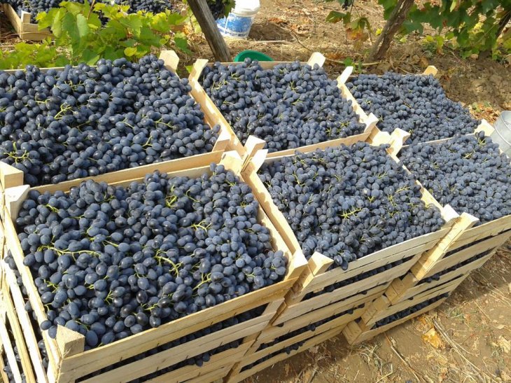 Узбекистан в этом году намерен добиться небывалого роста урожая винограда 