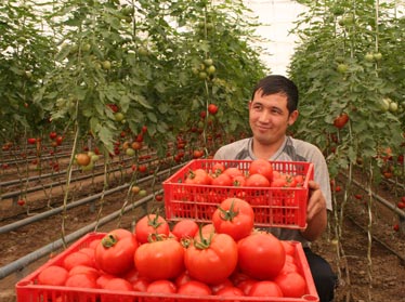 Узбекистан планирует в разы увеличить производство плодоовощной продукции 