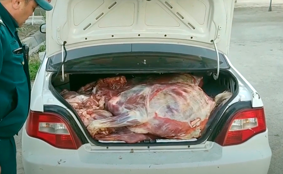 В Ташкент пытались завезти свыше 700 кг мяса больных животных 