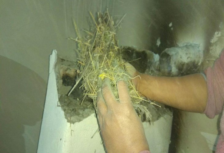 Птичье гнездо, перекрывшее дымоход, стало причиной гибели двух узбекистанцев 