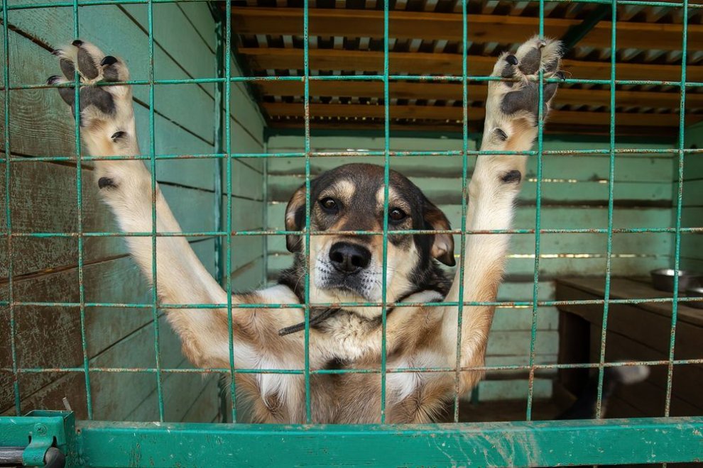 В Узбекистане за полгода штрафами и арестом наказали более 30 живодеров  В Узбекистане за полгода штрафами и арестом наказали более 30 живодеров