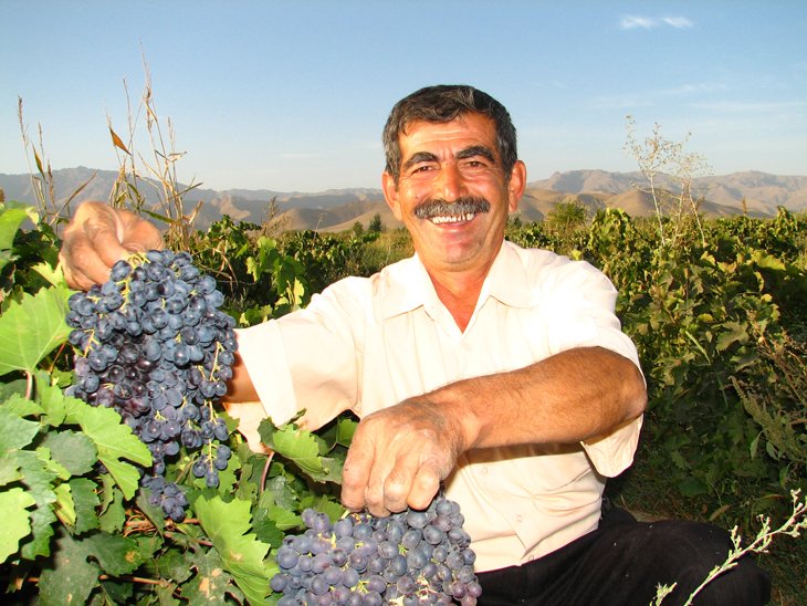 Узбекский виноград не выдерживает конкуренции на рынке Украины