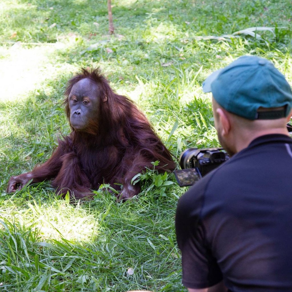 Затевахин подарил свою бейсболку знаменитому орангутану Цезарю из Ташкентского зоопарка 