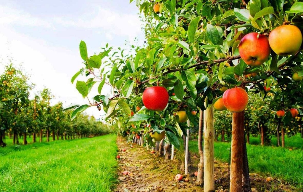 В регионах Узбекистана стартует программа доступной "садовой ипотеки" 