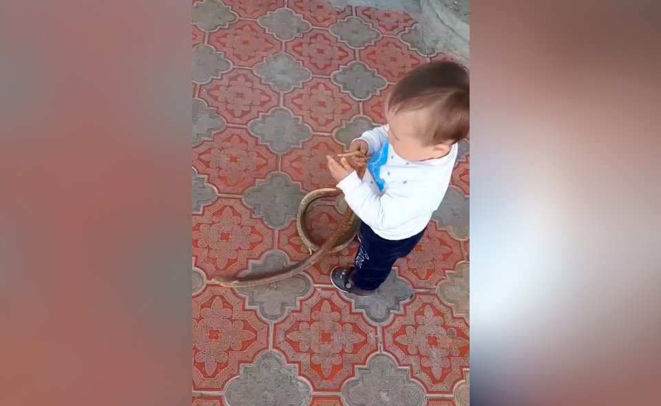 Узбекистанец выложил в соцсетях видео, в котором его двухлетний сын играется со змеями