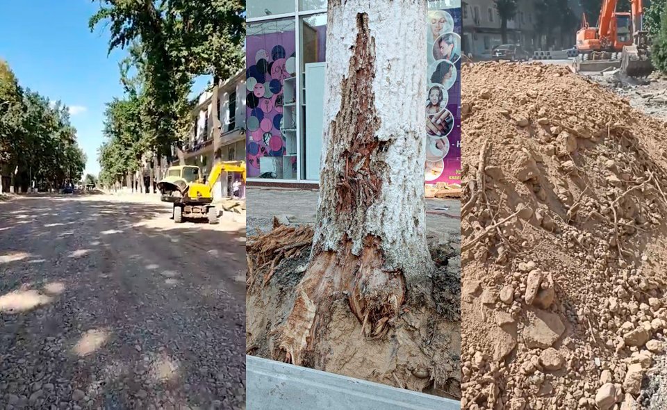 Порядка 100 деревьев были повреждены во время реконструкции улицы в Ташкенте. Эксперты говорят, что их уже не спасти 