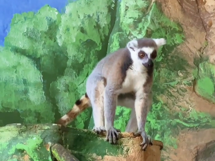 В Ташкентском зоопарке пушистое пополнение. Из Алматы приехали два лемура. Видео