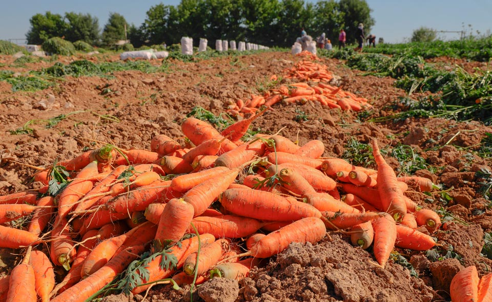Минсельхоз пообещал снижение цен на морковь в ближайшие дни. Подождем 