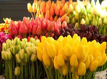 В Узбекистане будут выращивать и отправлять на экспорт голландские тюльпаны