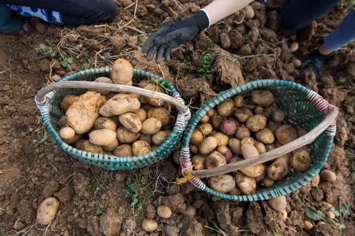 Голландская Meijer планирует создать картофельный кластер в Джизакской области