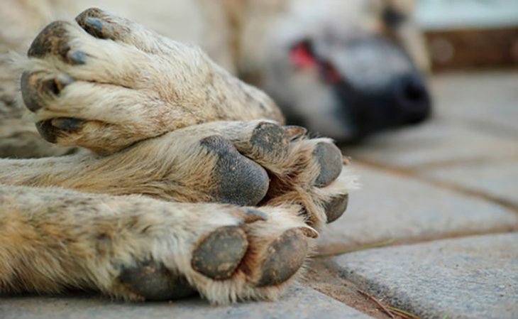 Массовым убийствам животных в Самарканде нашлось объяснение. Власти города признались в создании рабочей группы по ликвидации бездомных животных 