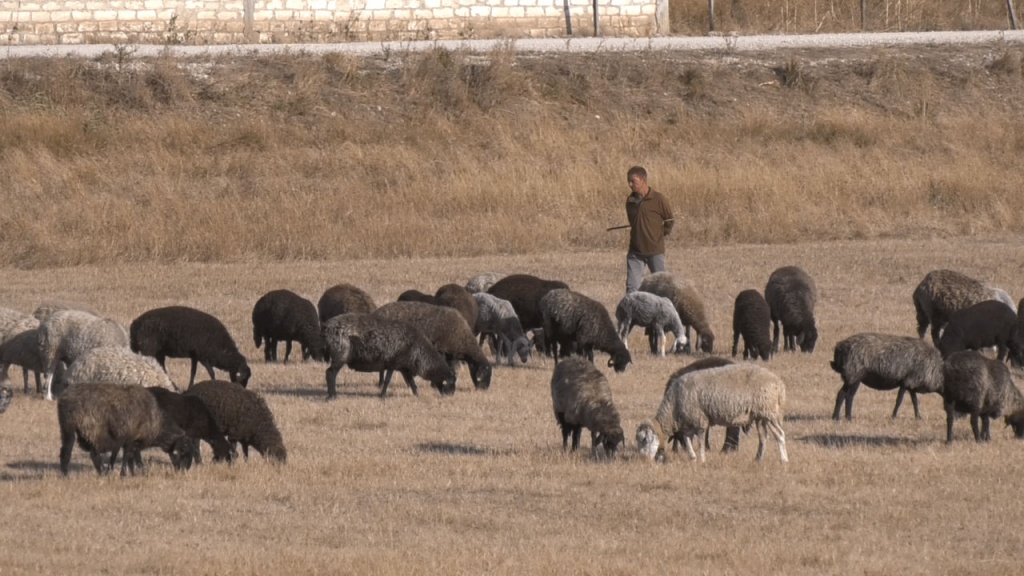 Узбекистан намерен привлечь средства АБР на восстановление пастбищ