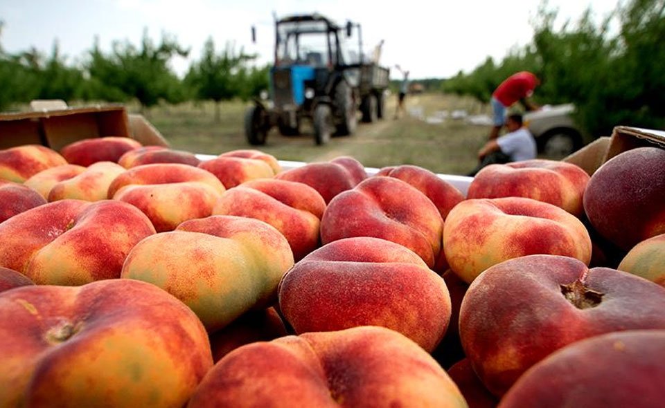 В Узбекистане из-за ожидаемых на неделе холодов будут проблемы с урожаем фруктов – Узгидромет
