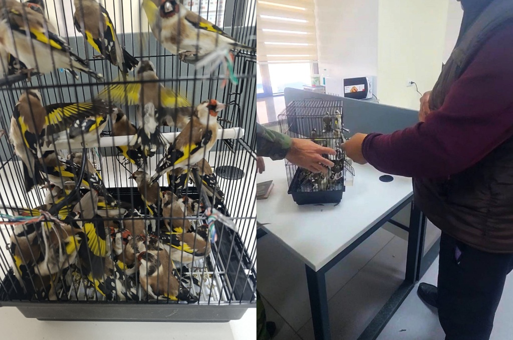 На границе с Казахстаном задержали контрабандиста с 30 щеглами под одеждой