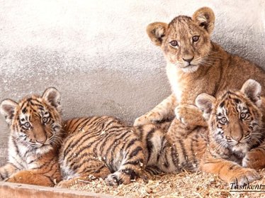 Ташкентский зоопарк пополнился львенком Симбой 