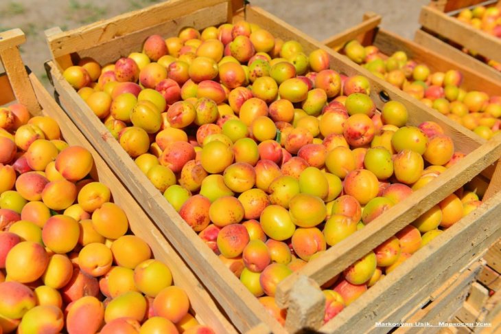 Узбекистан скатился на шестое место в мире по объему экспорта абрикоса