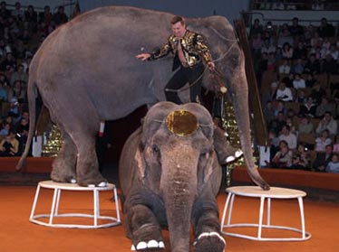 В Ташкент приедет Варшавский цирк со слонами